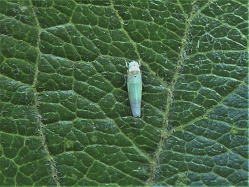Ribautiana debilis